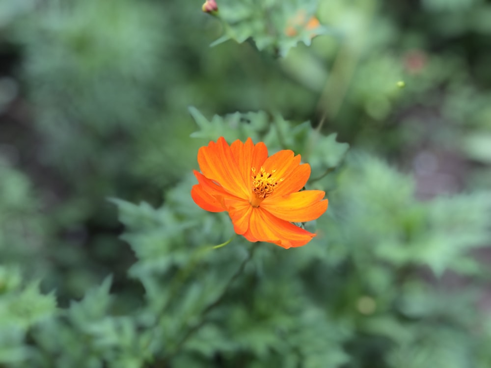 close view of orange petaled flower