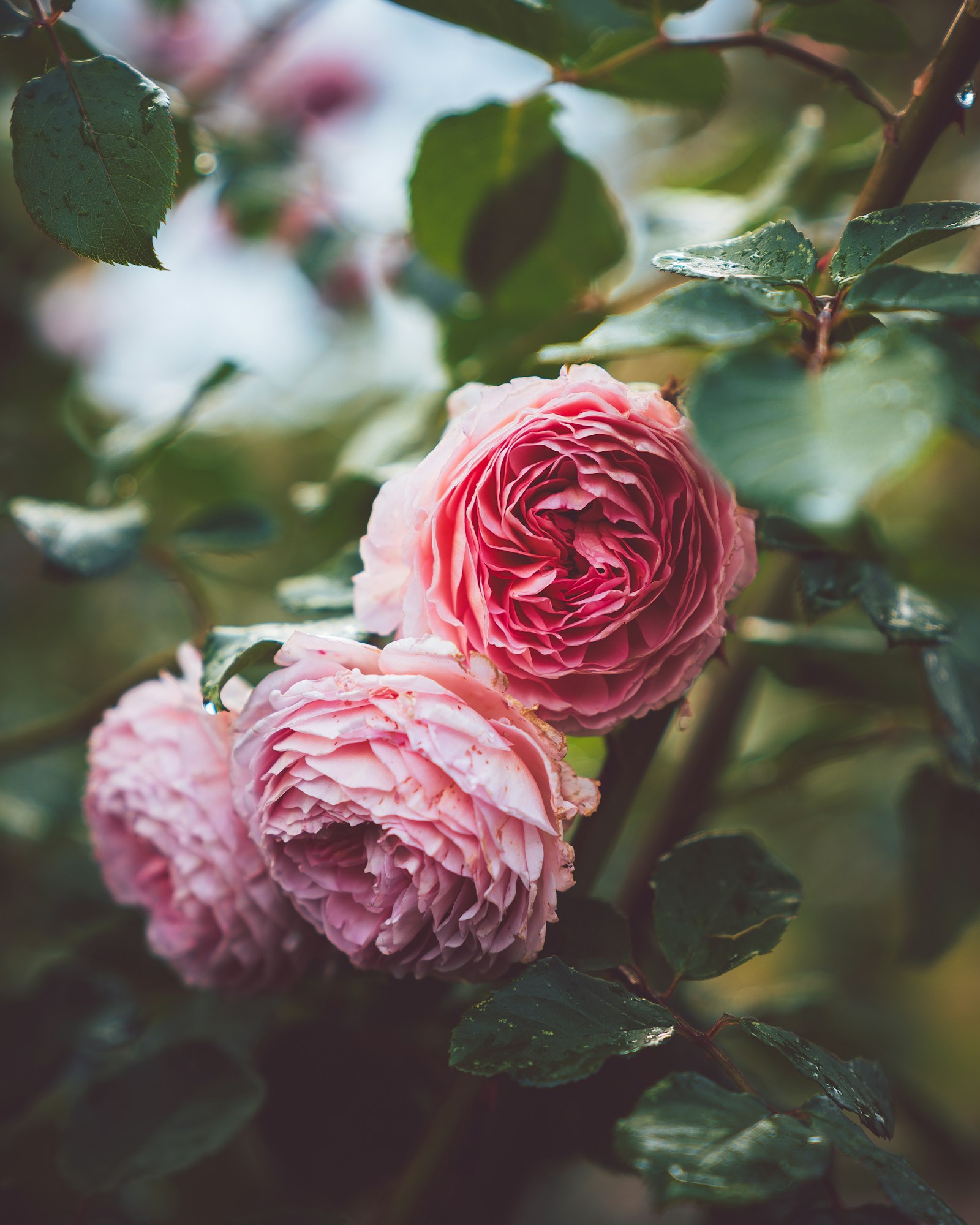 Sony a9 + Sony FE 24-70mm F2.8 GM sample photo. Pink-petaled flower photography