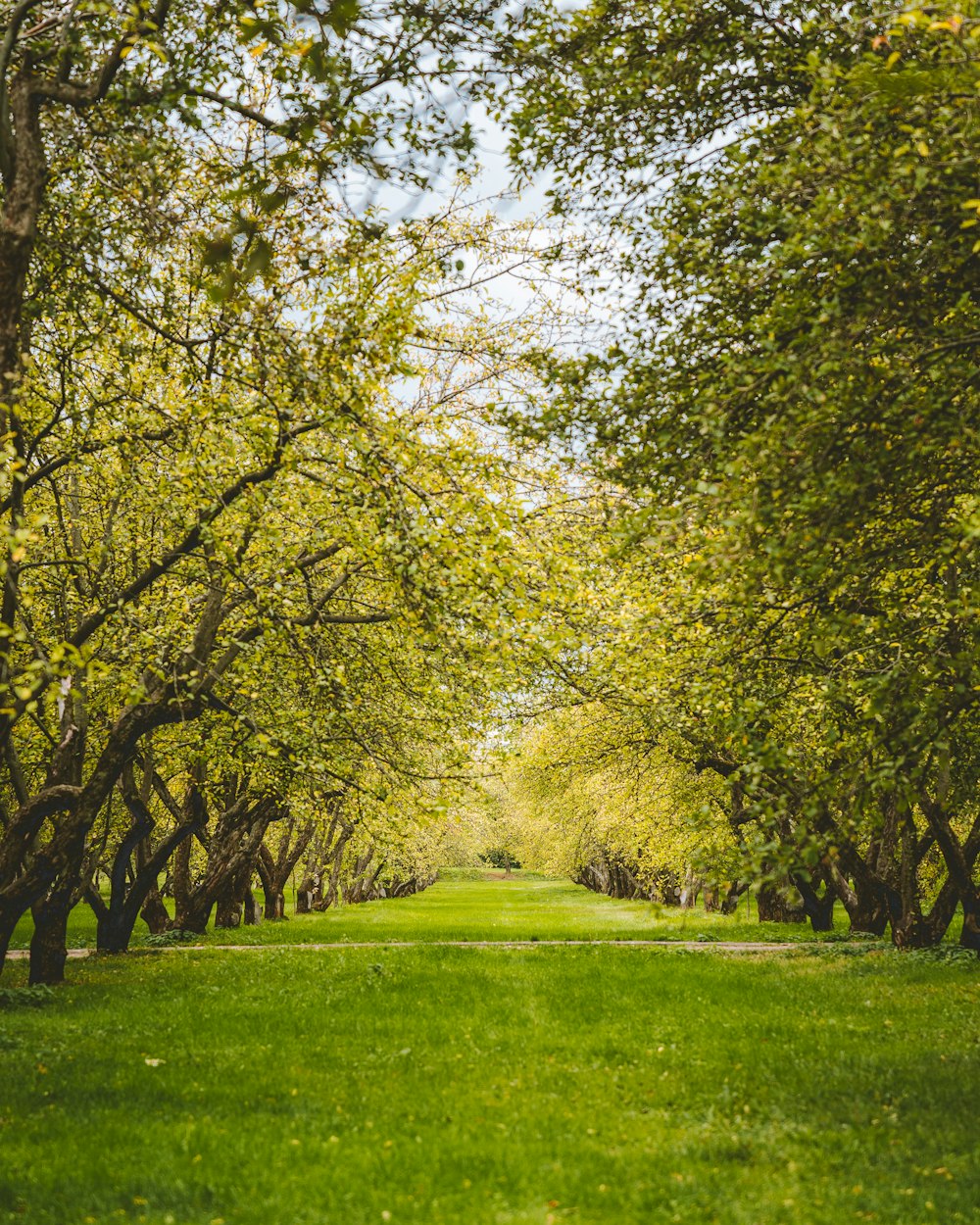 arbres à feuilles vertes