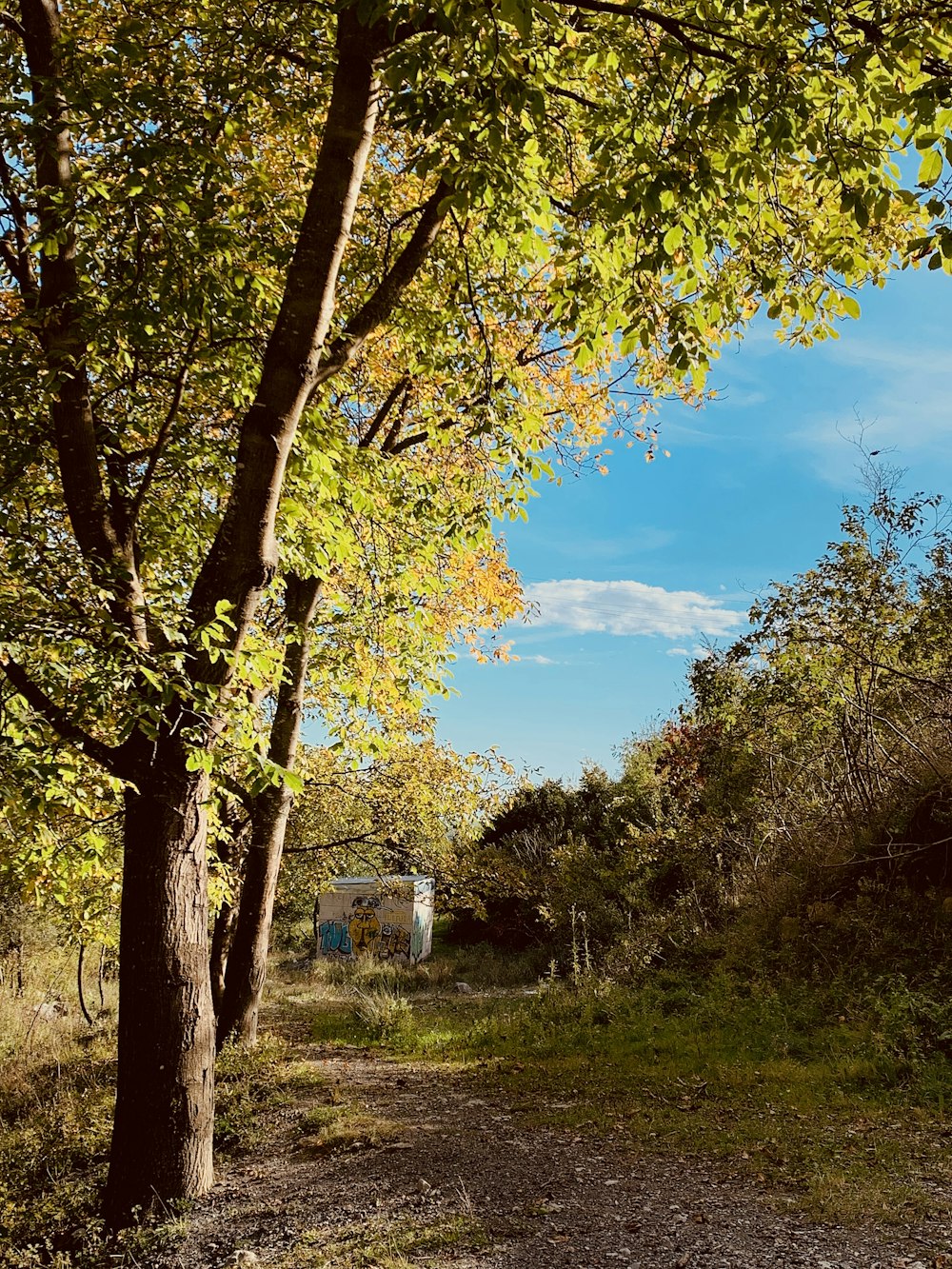 green trees under blue sky