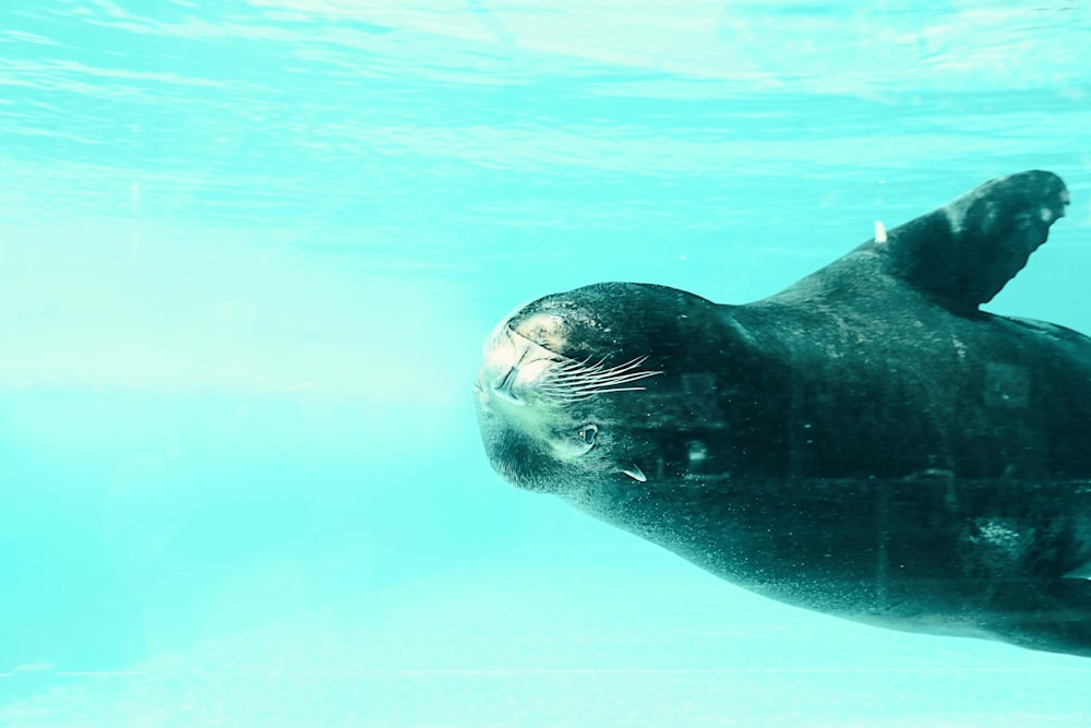 black seal on body of water