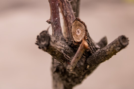 A close-up of a tree being pruned.