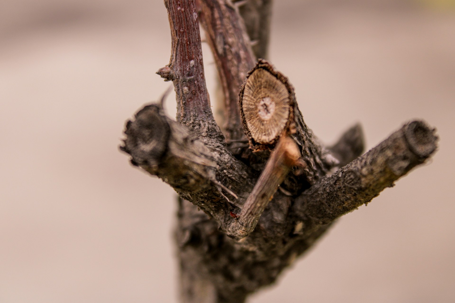 Close-up of a freshly pruned tree branch next to a newly painted house exterior, showcasing detailed care.