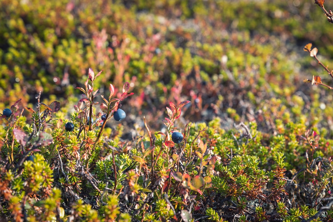 Tundra photo spot Muotkatunturit Finland