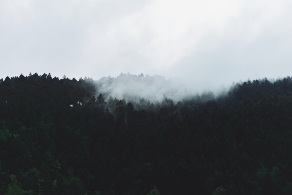 view of forest with fog