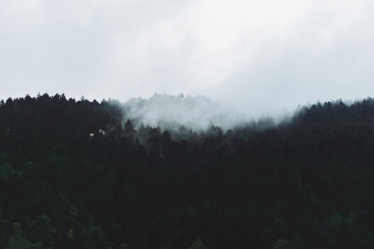 view of forest with fog in Rize Turkey