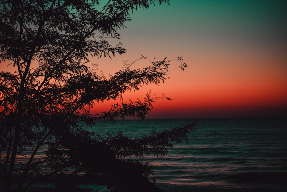 silhouette of tree and body of water