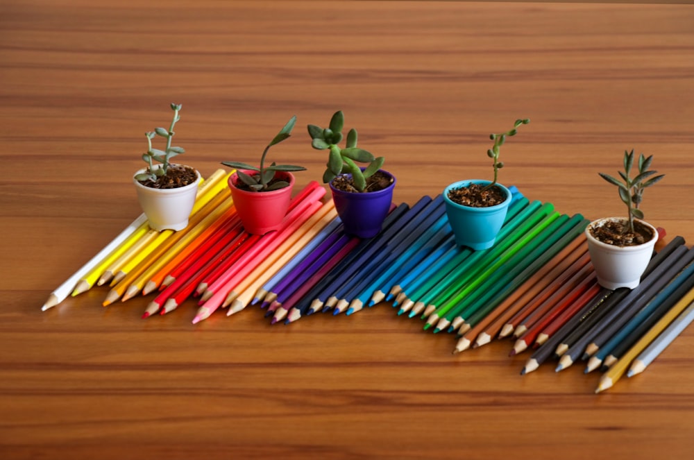 plants in pots on line of assorted-color pencils on wooden surface