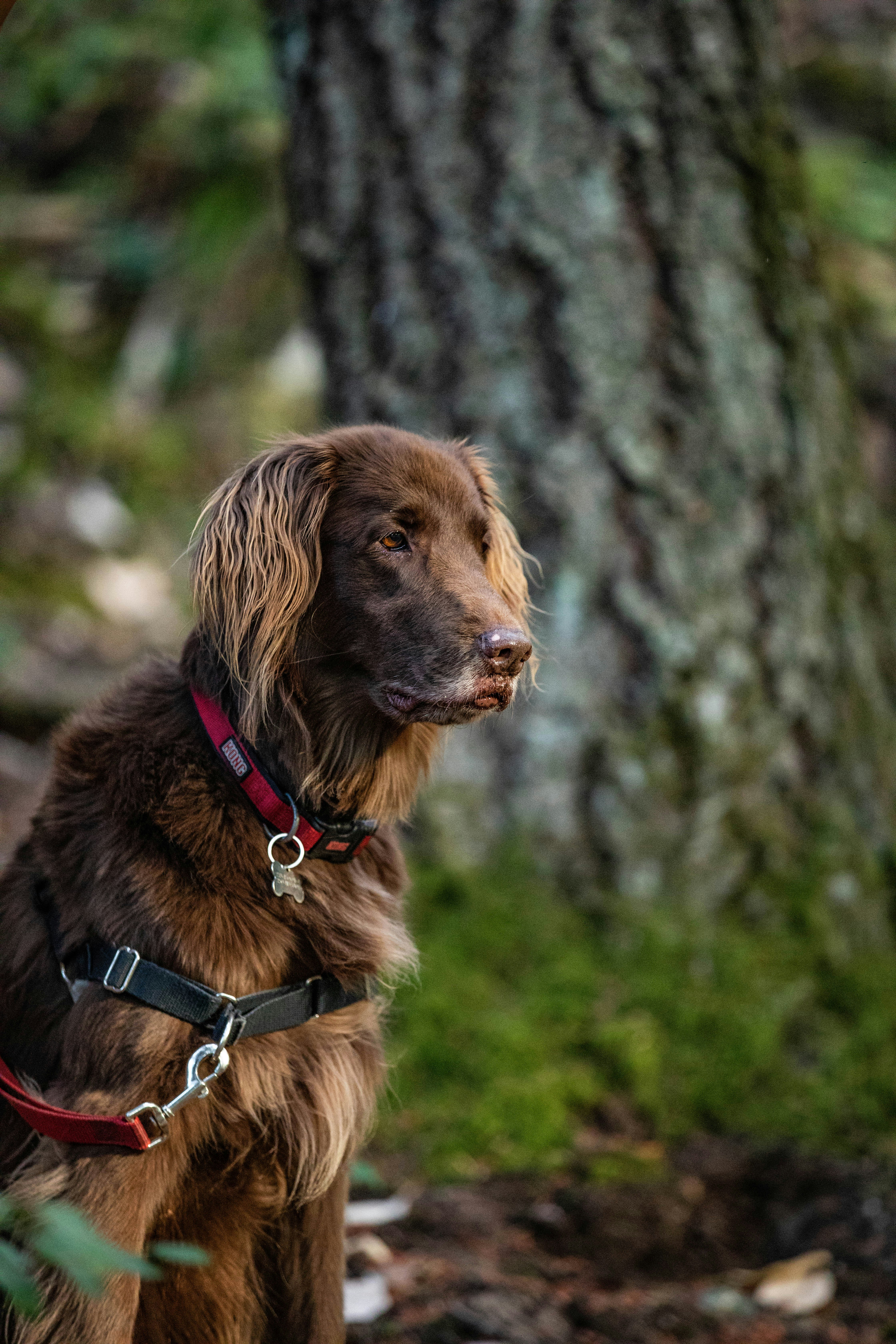 Perro de pelo corto color canela y negro