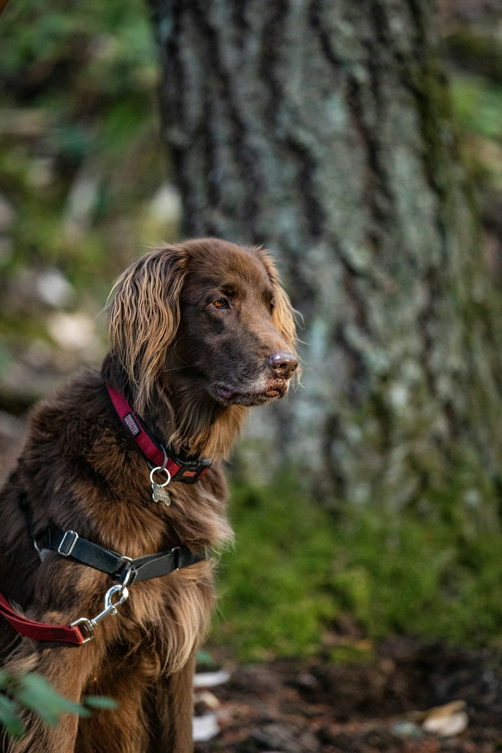 short-coated tan and black dog