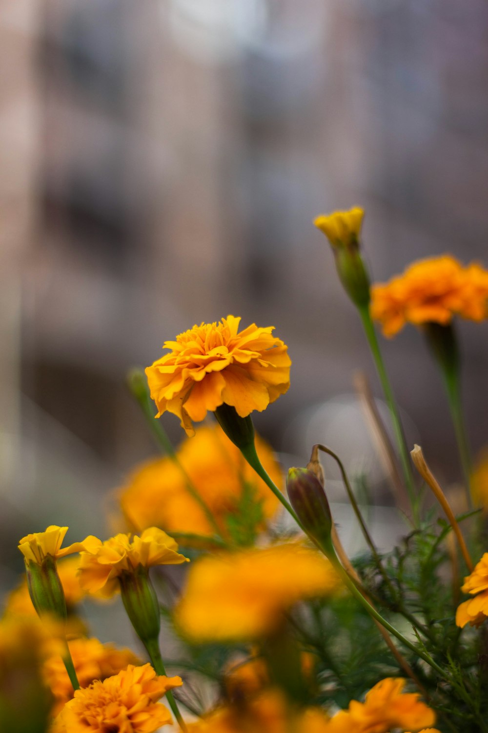 shallow focus photography of yellow flowers