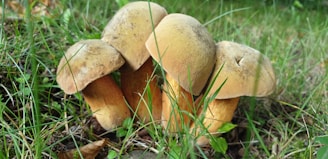 Four large mushrooms with light brown caps and thick stems are growing among green grass and leaves. They appear in a natural setting on the ground, surrounded by various shades of green vegetation.