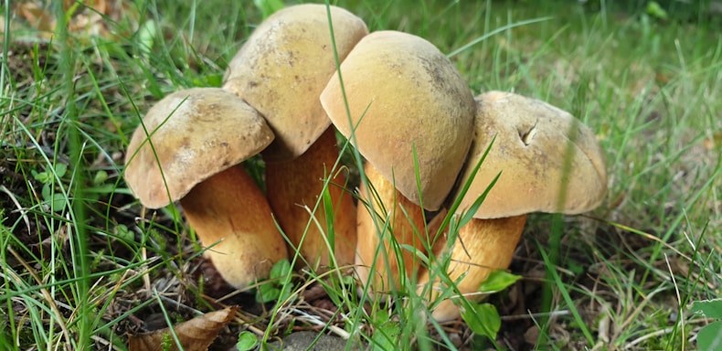 Four large mushrooms with light brown caps and thick stems are growing among green grass and leaves. They appear in a natural setting on the ground, surrounded by various shades of green vegetation.