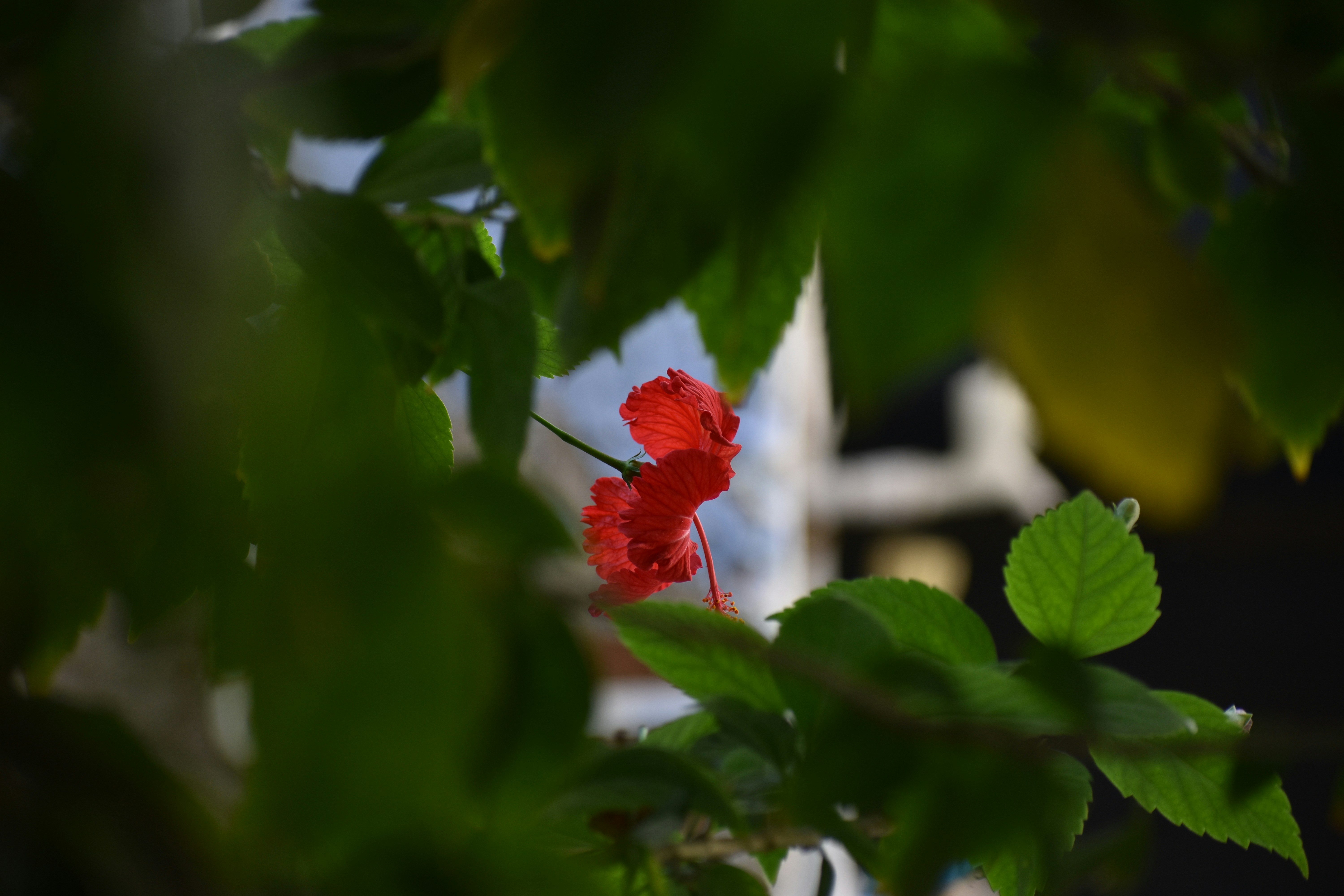 Photo by idiotbunny2