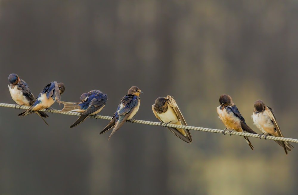 灰色のケーブルの上に立つ7羽の鳥の浅い焦点写真