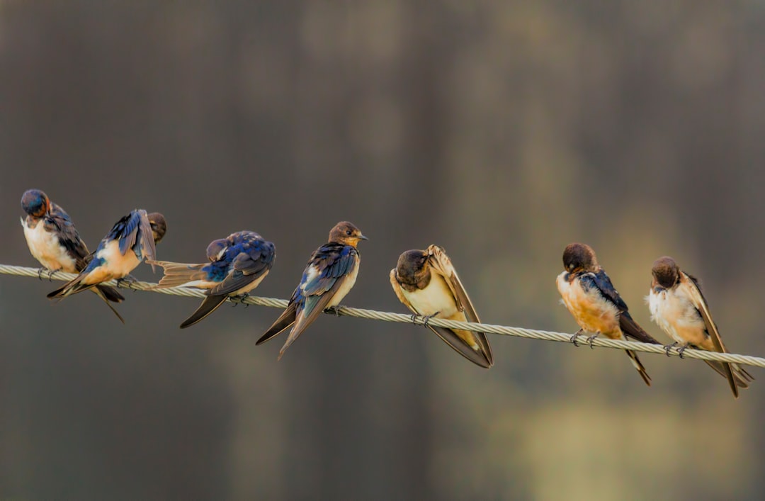  shallow focus photography of seven birds standing on gray cable swallow