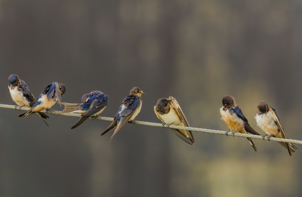 Photographie à mise au point peu profonde de sept oiseaux debout sur un câble gris