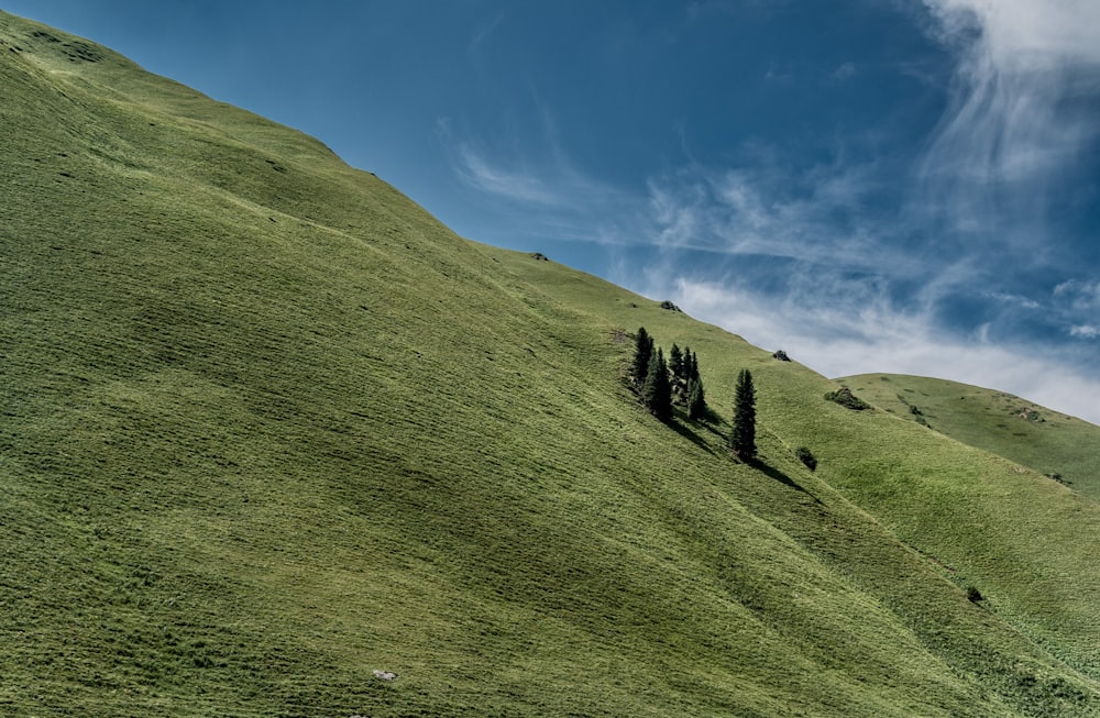 green grass field at daytime