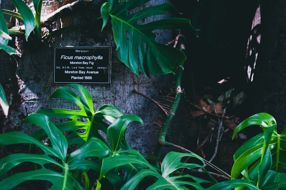 shallow focus photo of green plants