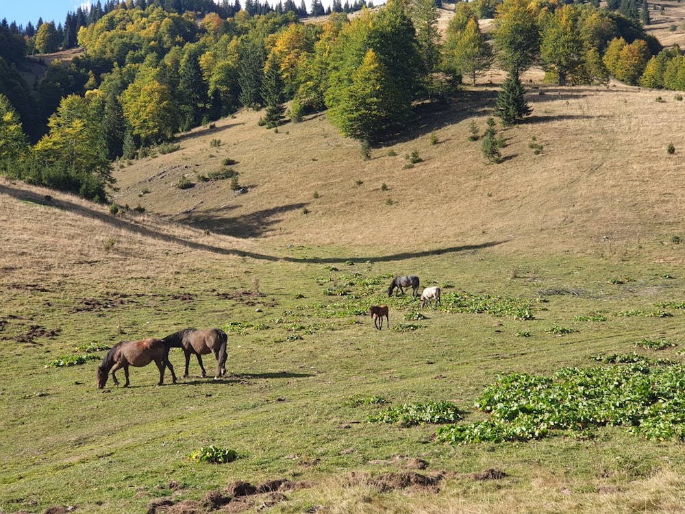 brown horses during daytime