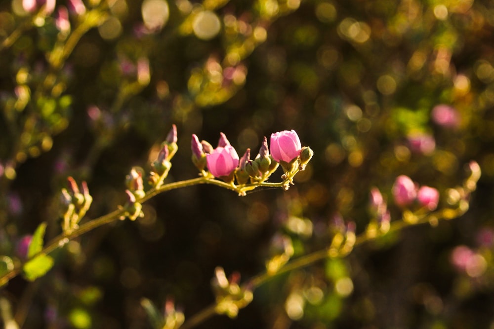 pink petaled flowers