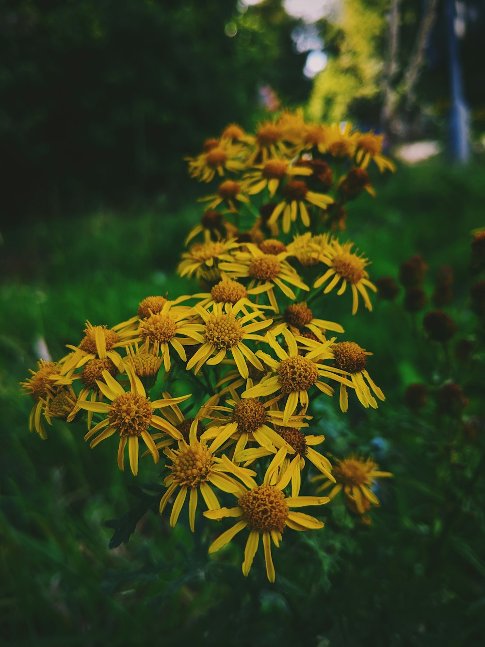 yellow petaled flowers in close-up photo