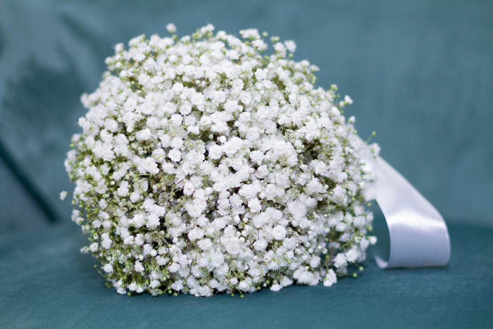 fleurs aux pétales blancs