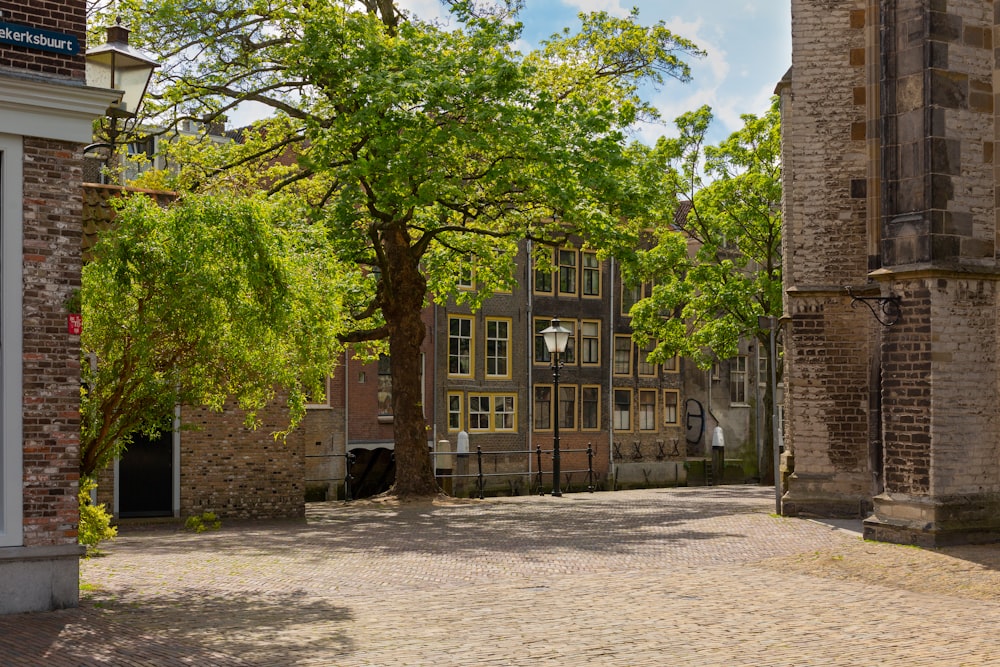 Baum in der Nähe des Gebäudes