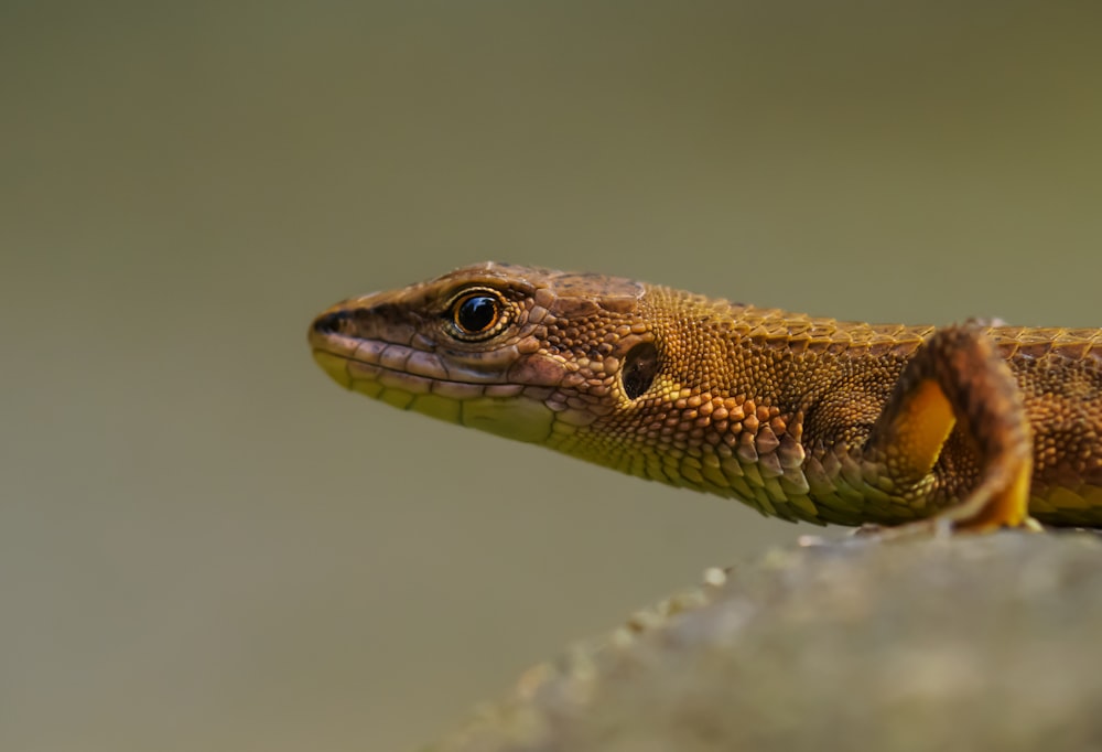 brown lizard