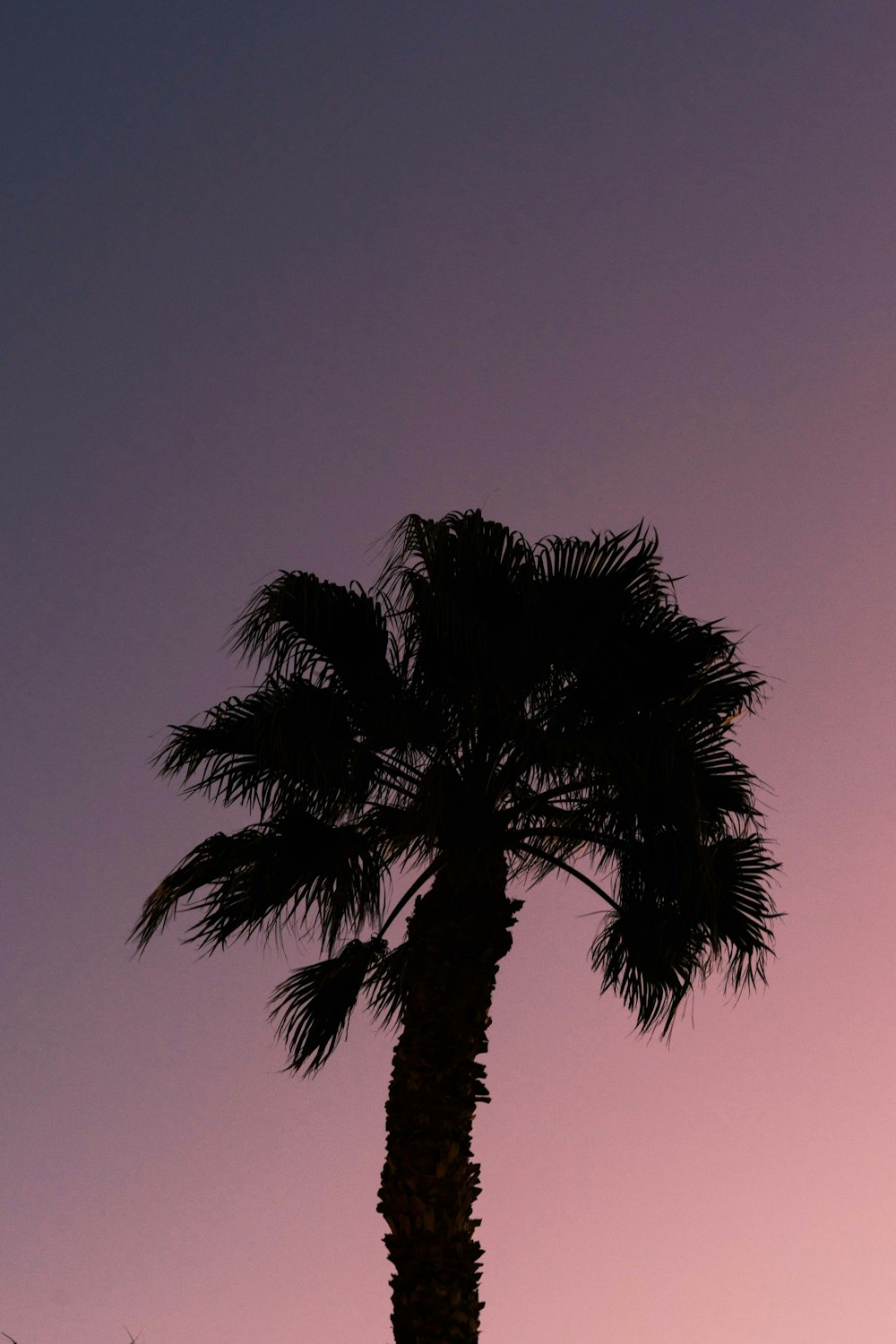 silhouette photography of palm tree