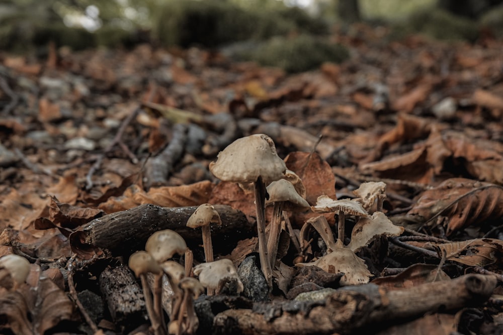 a group of mushrooms that are on the ground