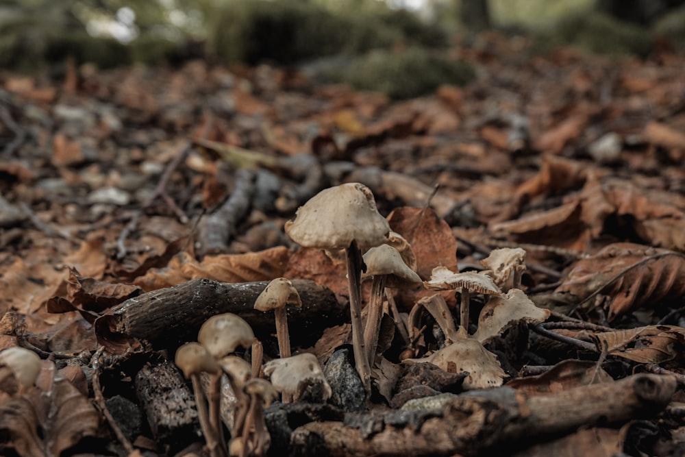 un groupe de champignons qui sont sur le sol