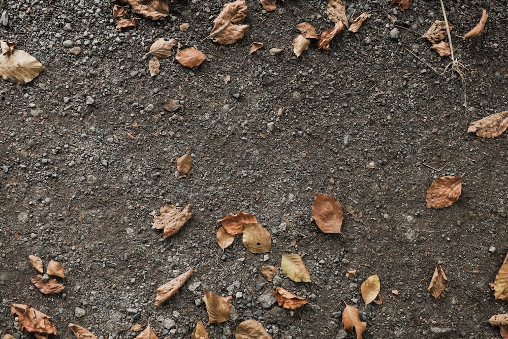 a close up of leaves on the ground