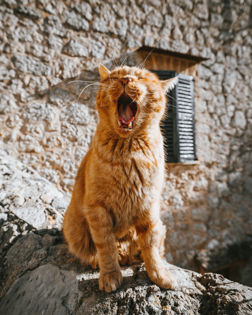 chat tigré orange