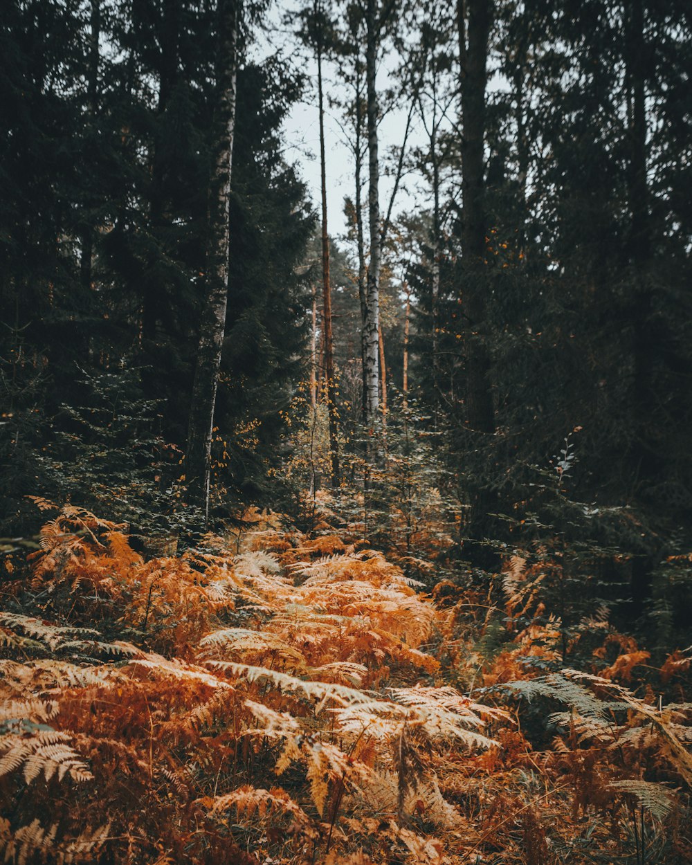 a forest filled with lots of tall trees