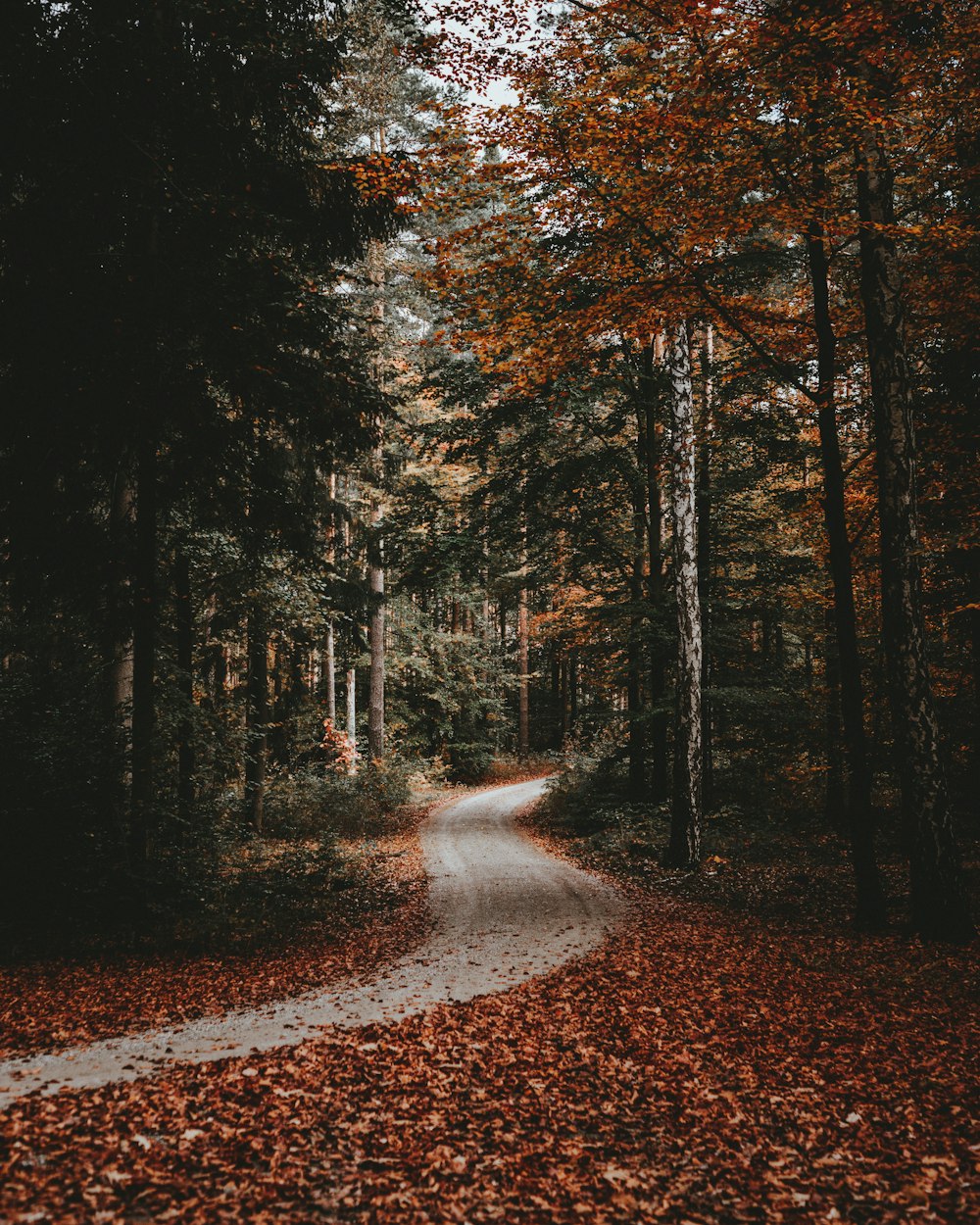 empty road between trees