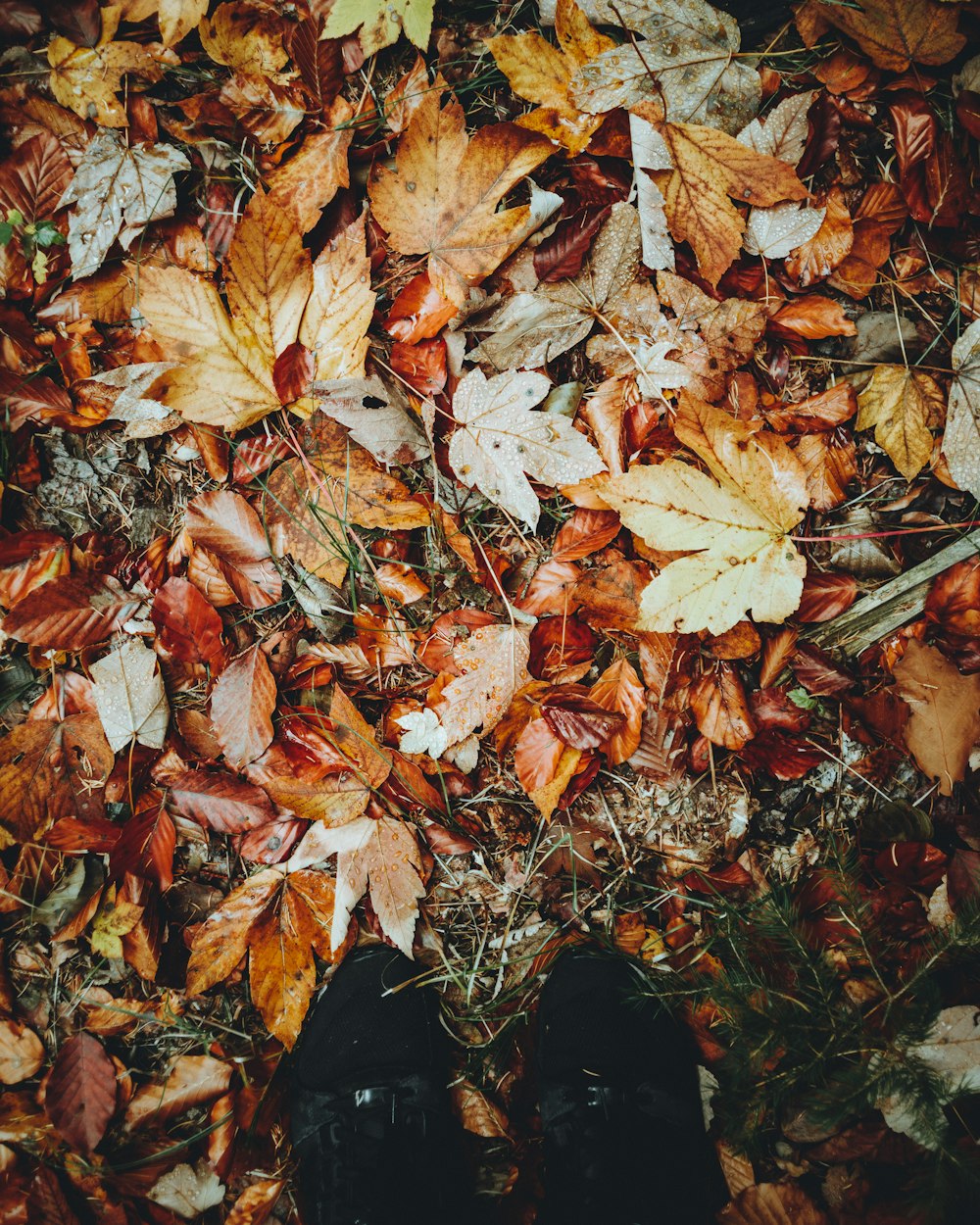 feuilles brunes sur le sol