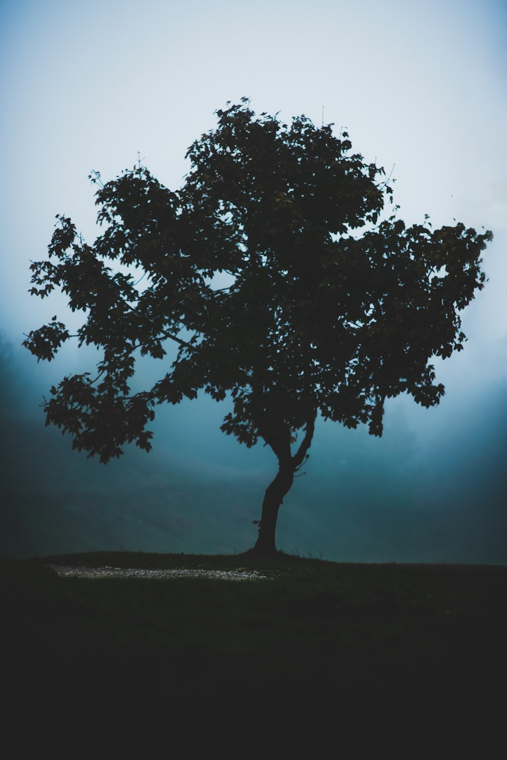 green tree under cloudy sky