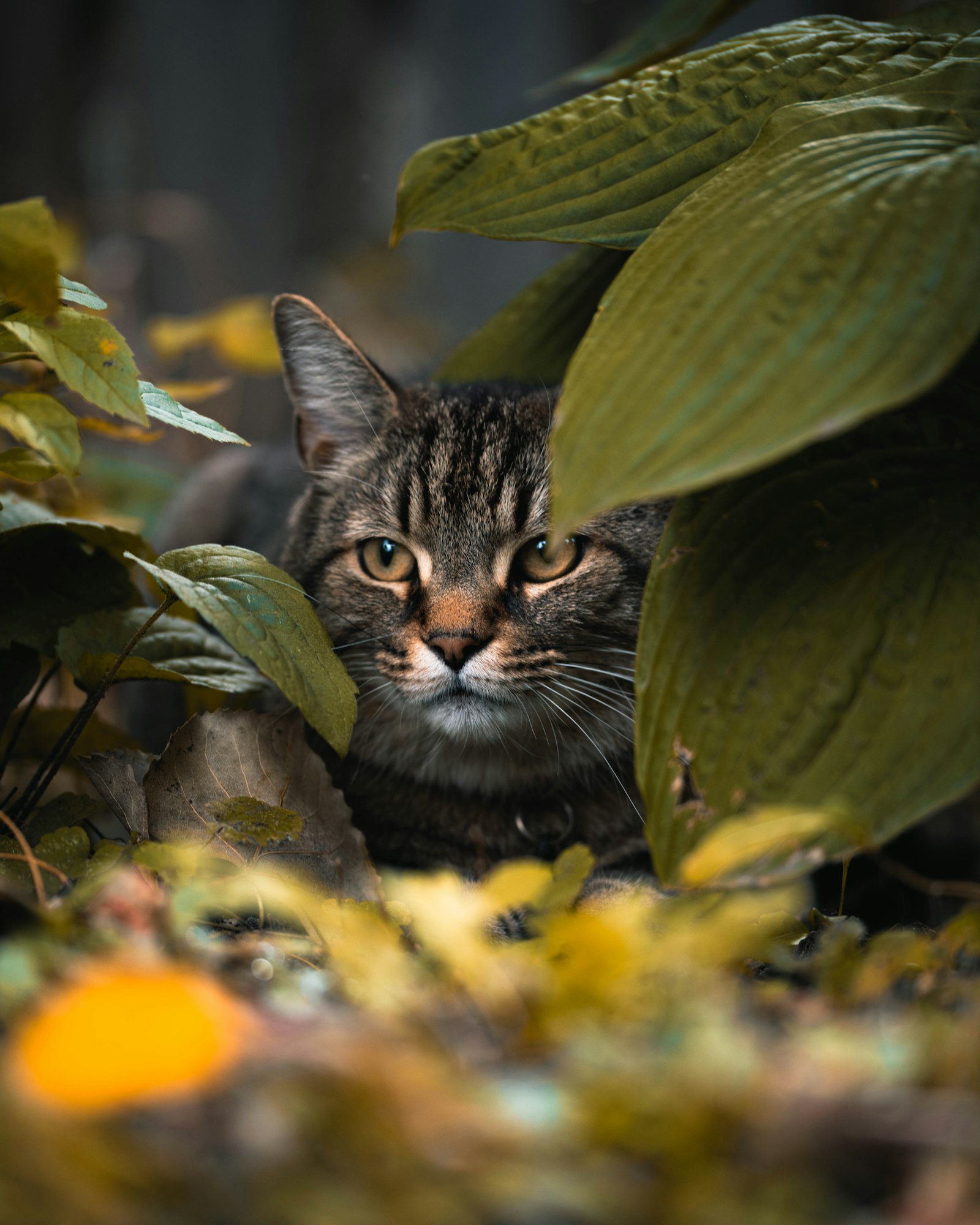 Nikon D850 + Sigma 105mm F2.8 EX DG OS HSM sample photo. Tabby cat behind leaves photography