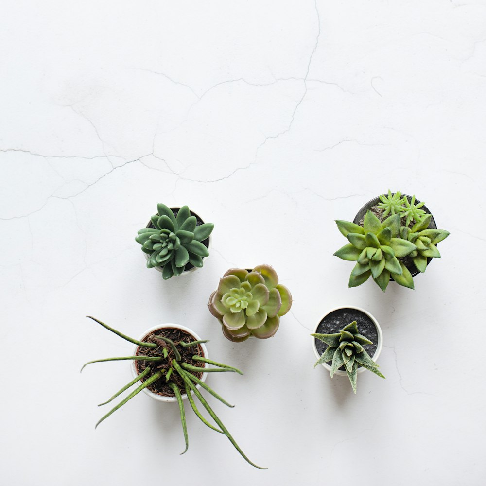 five assorted succulent