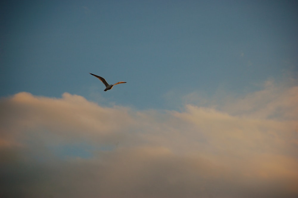 white bird flying in mid air during day