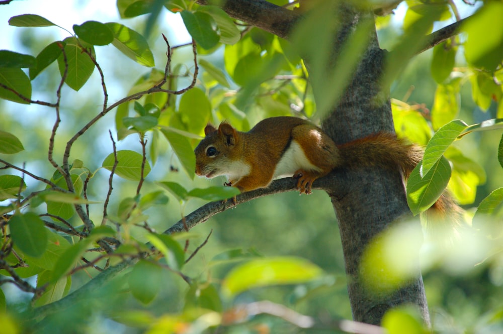 squirrel on tree