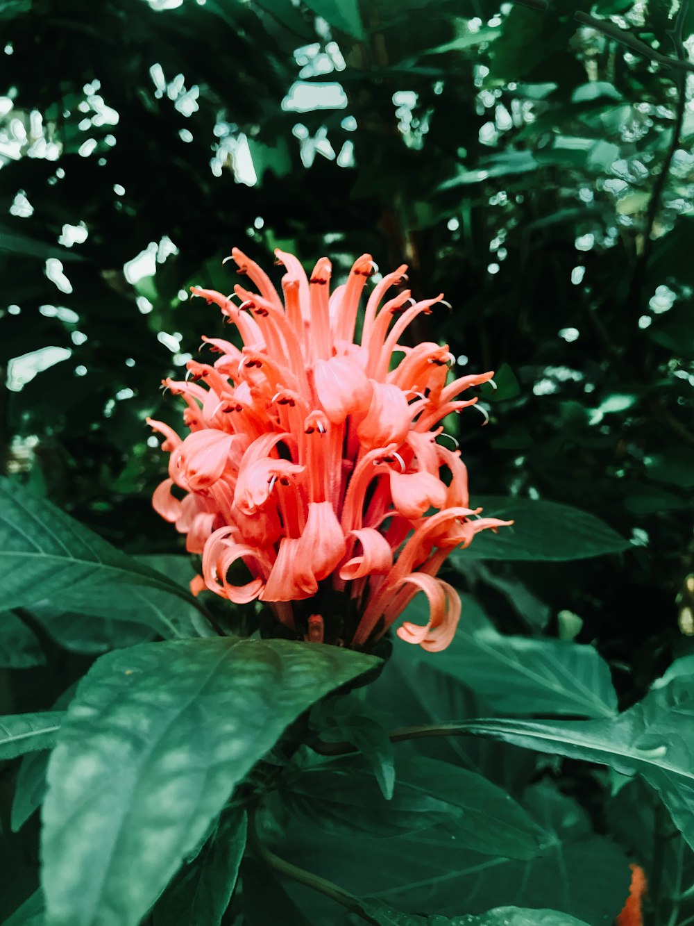 pink petaled flower