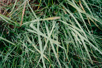 Close-up of dew-covered grasses in a restored wetland, highlighting the intricate textures of diverse plant life.