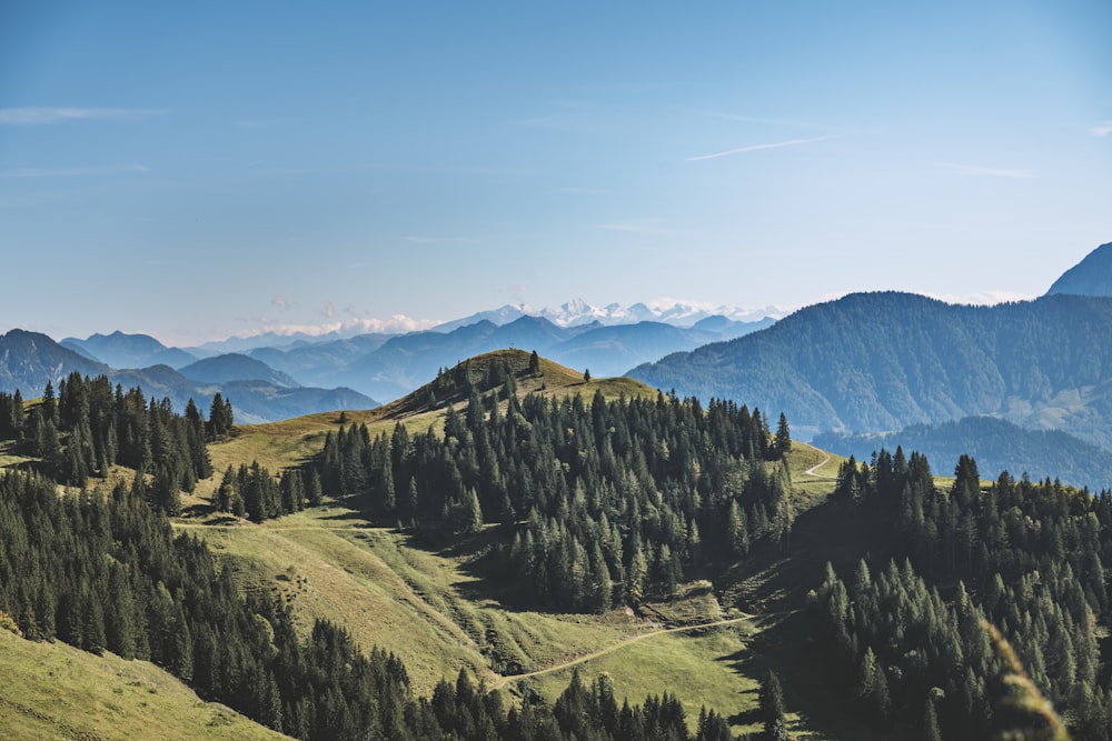 aerial view of forest