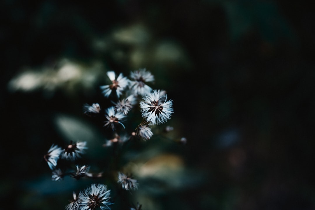 white petaled flowers