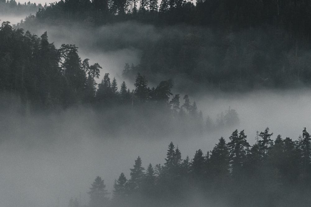 grayscale photo of trees