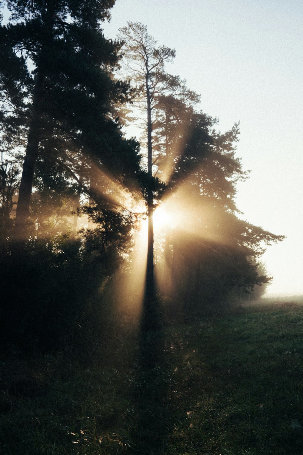 the sun is shining through the trees in the forest