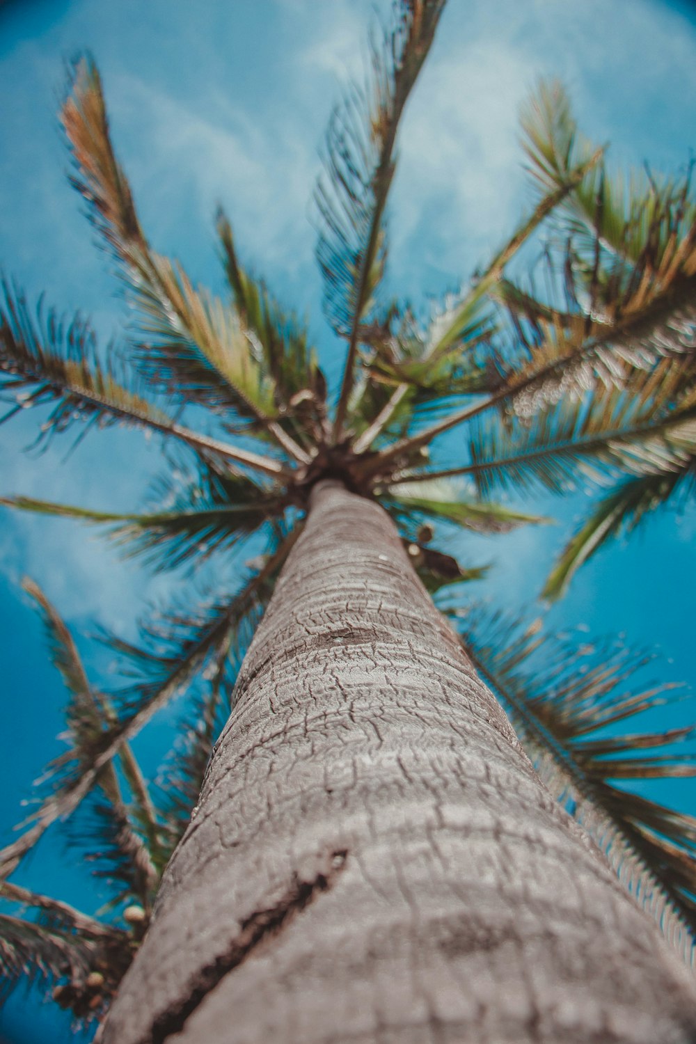 low-angle photography of green coconut trees