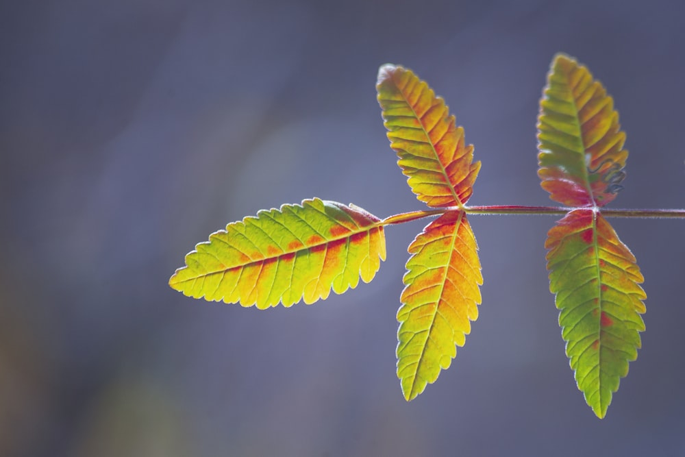 green leaf